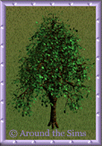 forest_tree13.gif